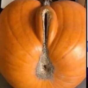 Meet your Posher, Dennis